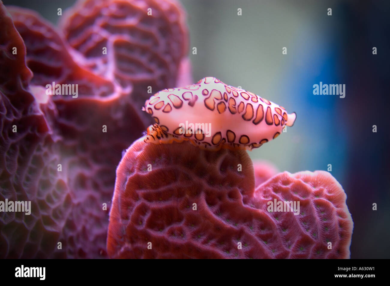 Flamingos Tongue Guanaja Bay Islands Stock Photo - Alamy