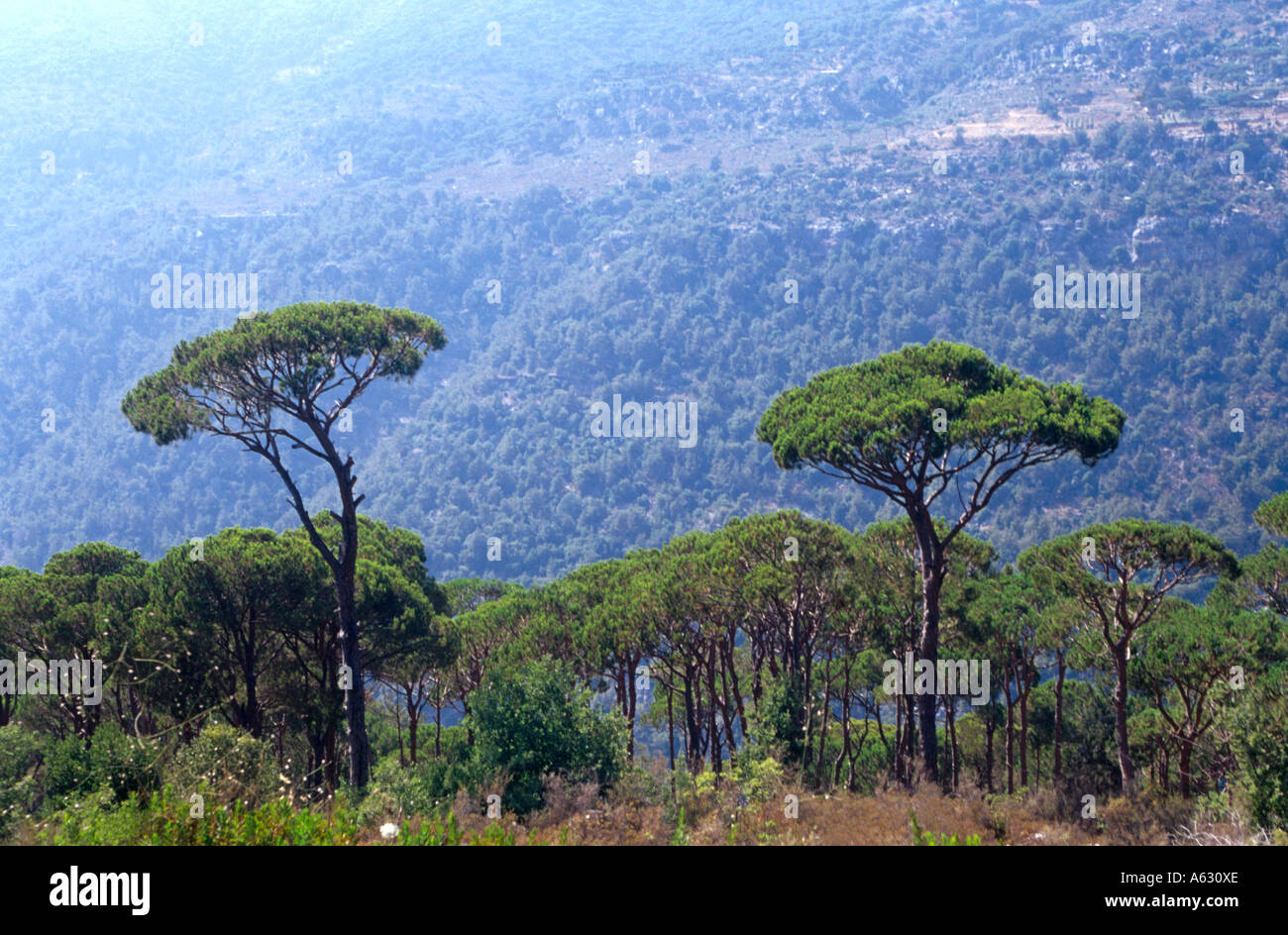 Pine trees on mountain, Mount Lebanon, Lebanon Stock Photo 6539181 Alamy