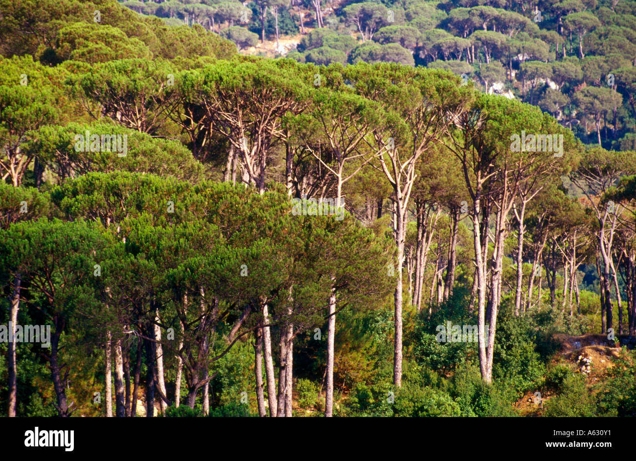 Forest Of Pine Trees In Mount Lebanon Jizine HooDoo Wallpaper