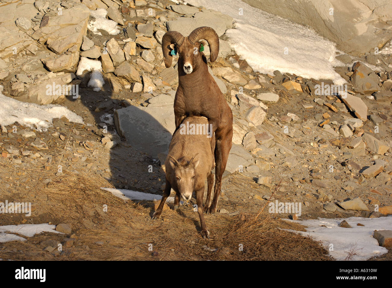 Two Rocky Mountain Bighorn Sheep Stock Photo