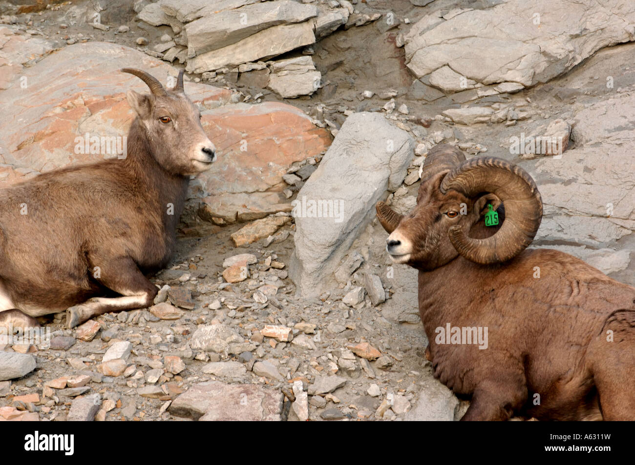 Two Bighorn Sheep Stock Photo