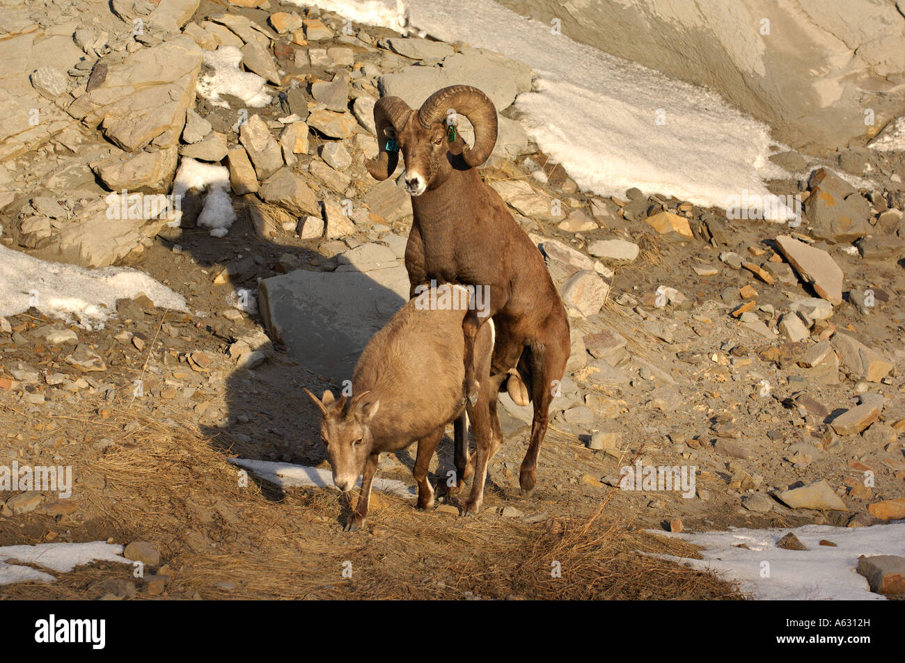 Bighorn Sheep mating Stock Photo
