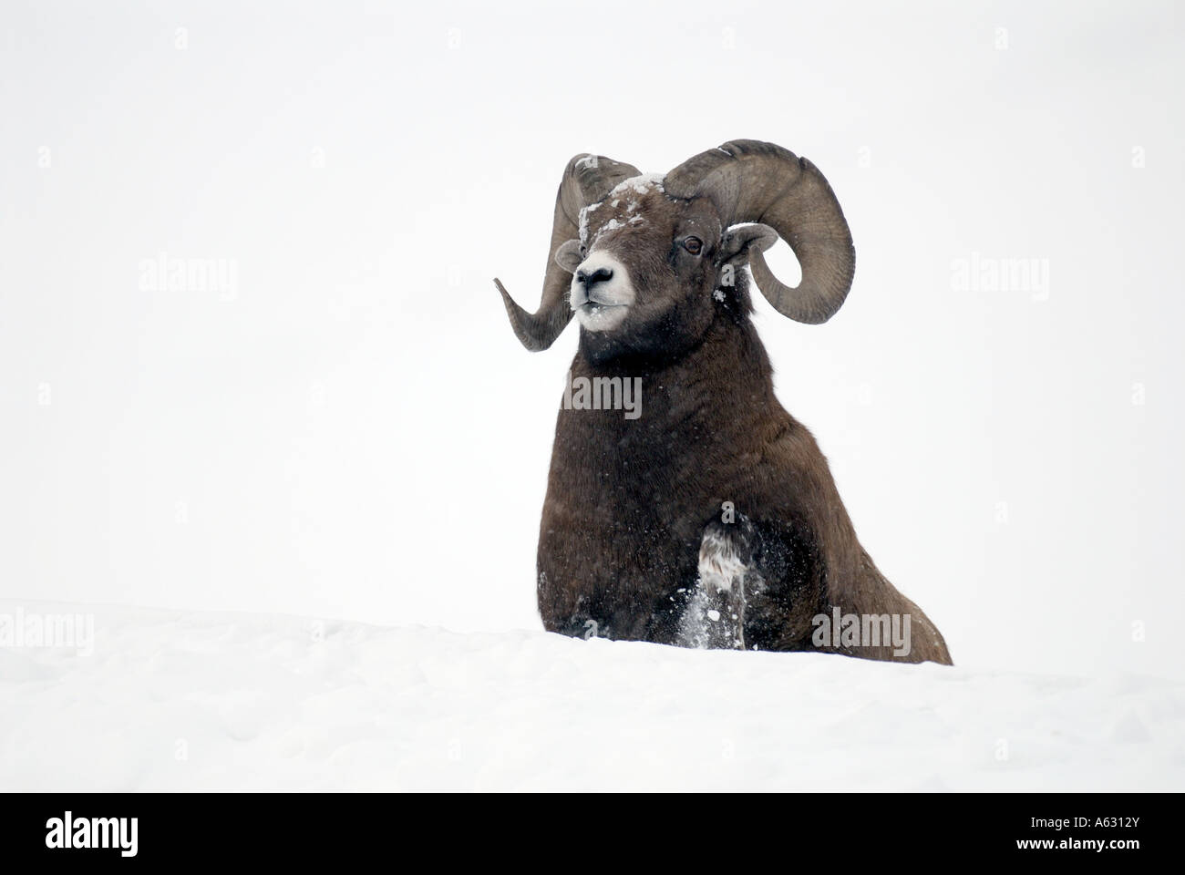 Bighorn Sheep portrait in the snow Stock Photo