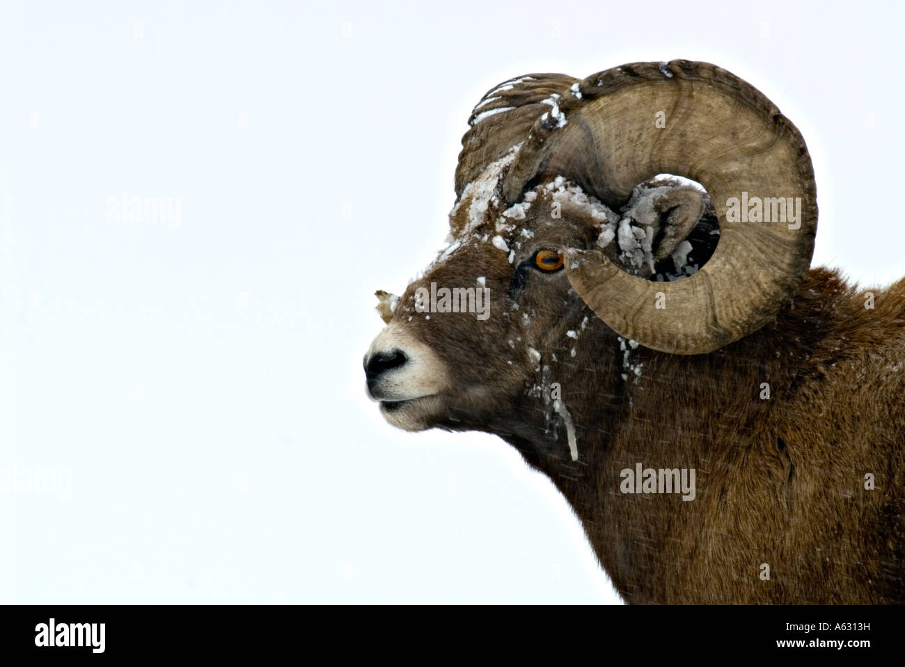A close up side view portrait Bighorn Sheep Stock Photo