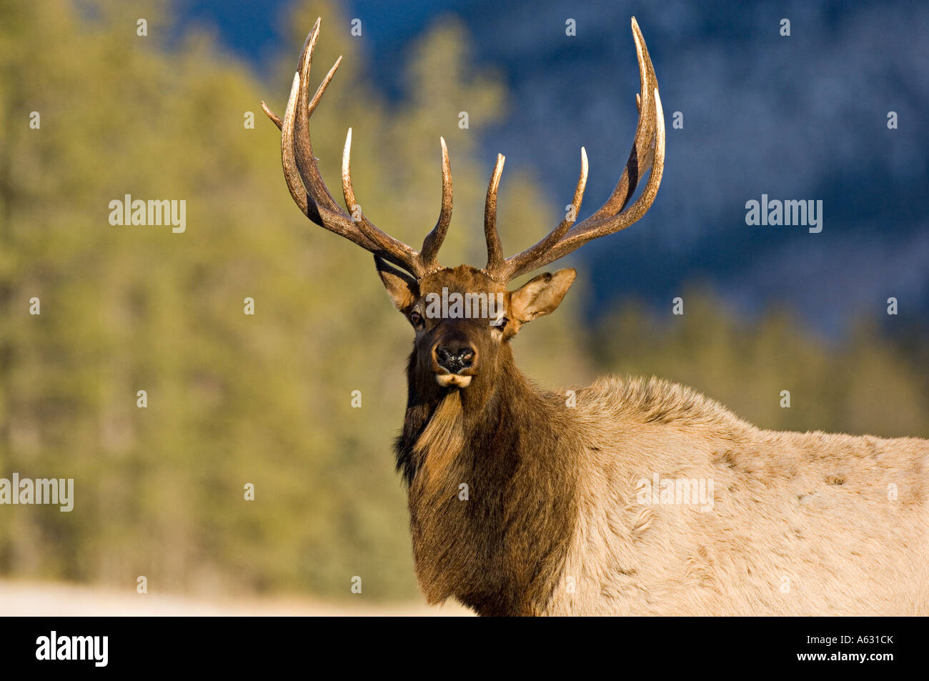 Bull Elk 133 Stock Photo