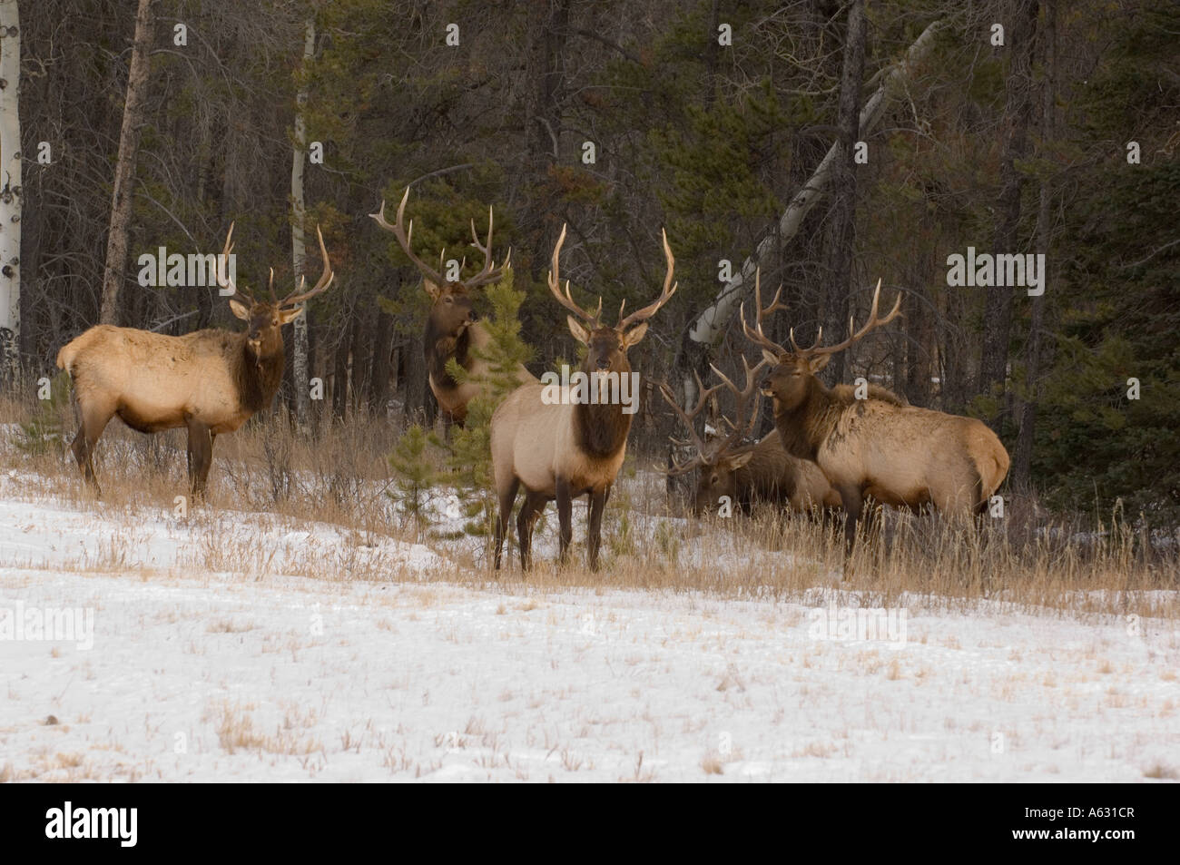 Bull Elk herd Stock Photo Alamy