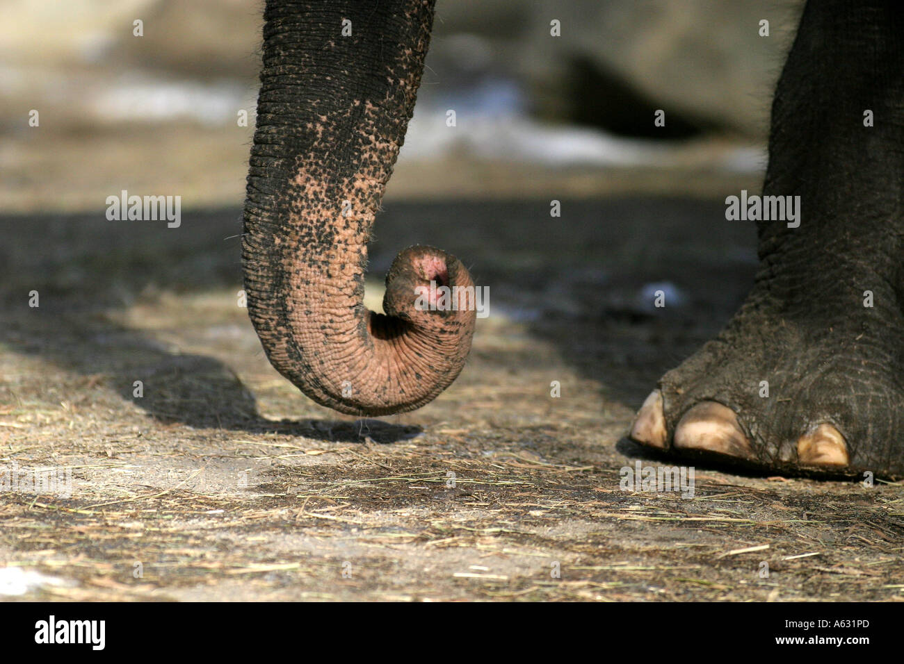 Elephant trunk and foot Stock Photo