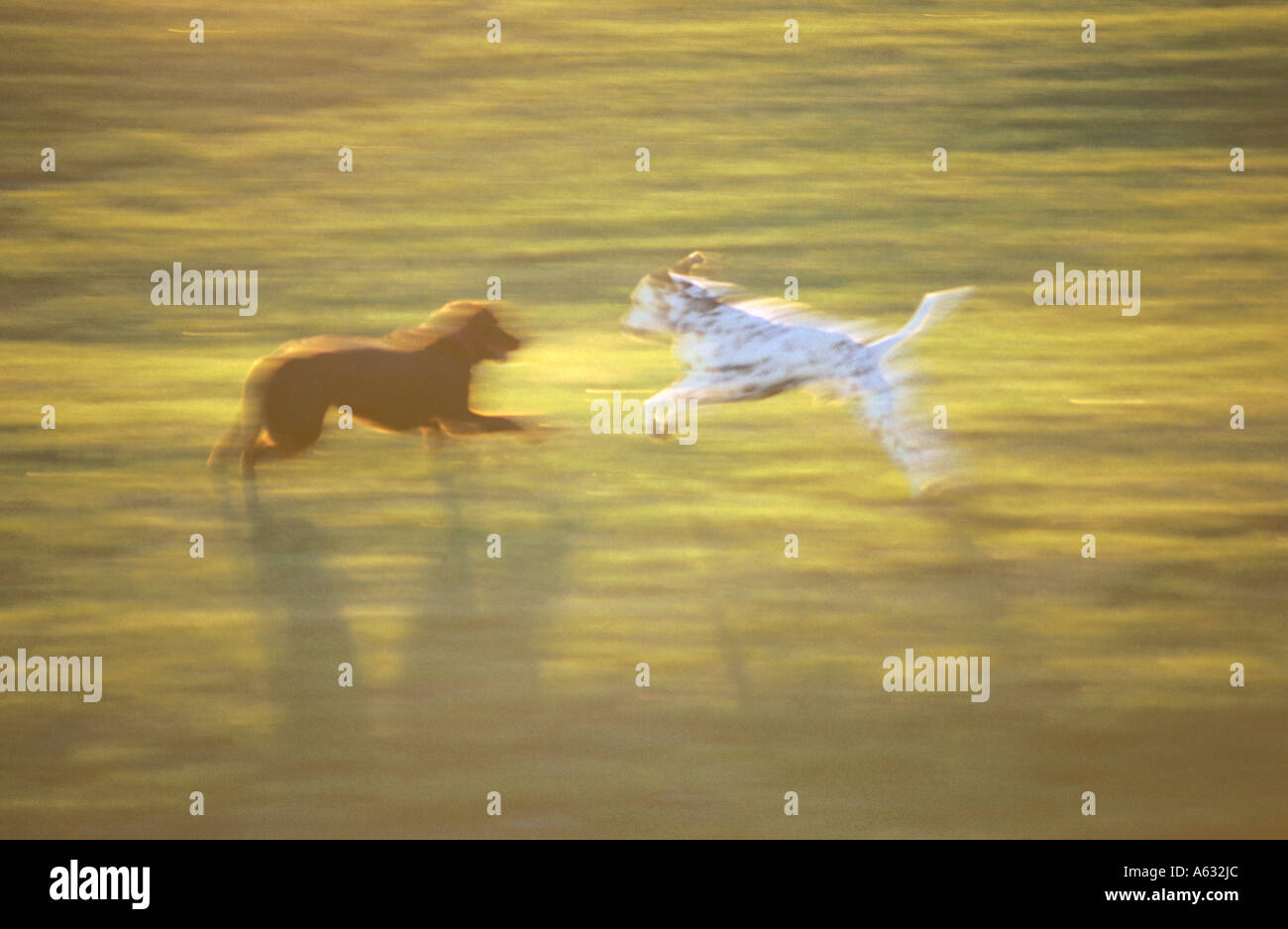 Playing with other dogs hi-res stock photography and images - Alamy