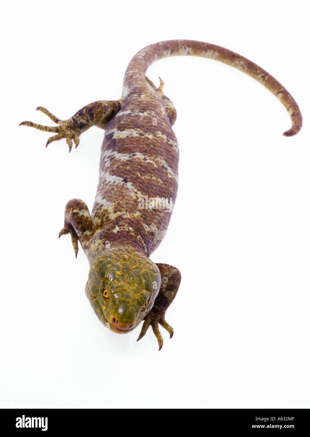 Close-up of lizard on white background, New Guinea, Australia Stock Photo