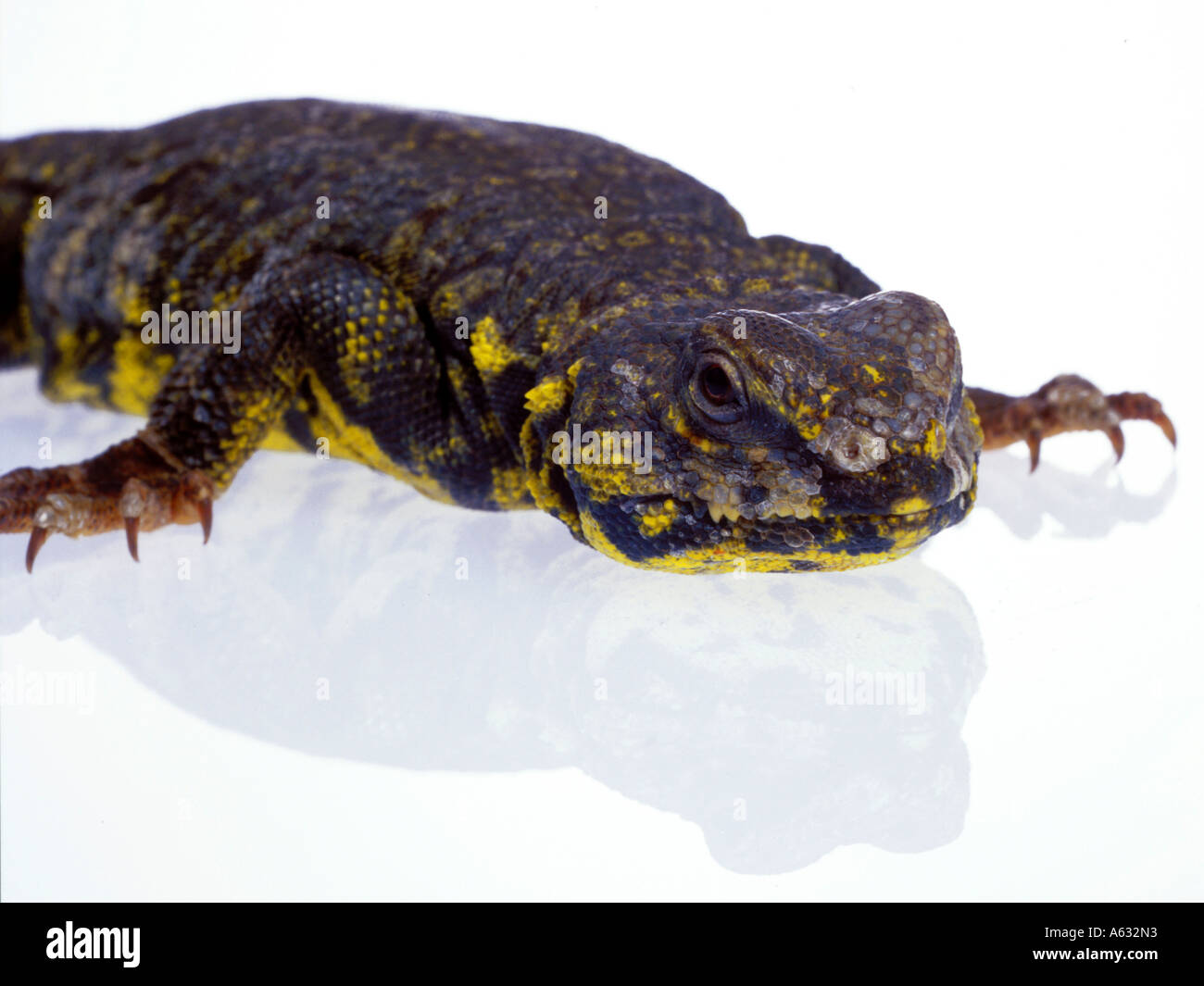 Close-up of Saharan Spiny-tailed Lizard (Uromastyx geyri) on white background Stock Photo