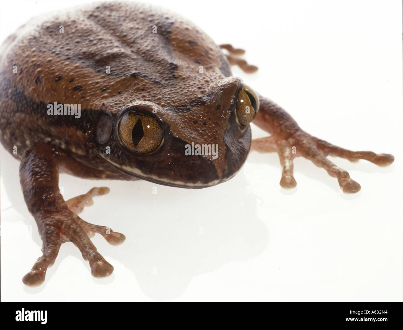 Close-up of tree frog on white background Stock Photo