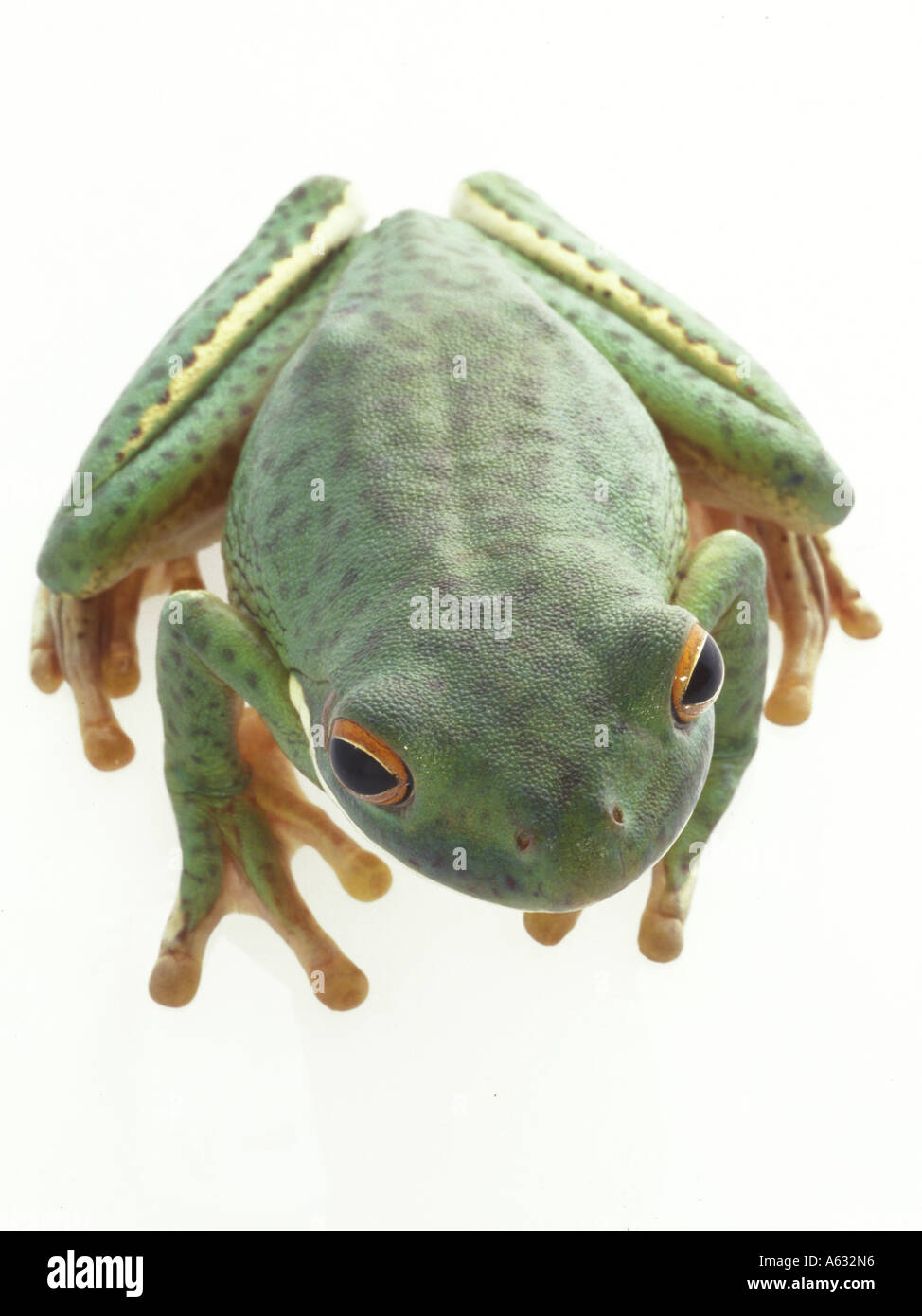 Close-up of tree frog on white background Stock Photo