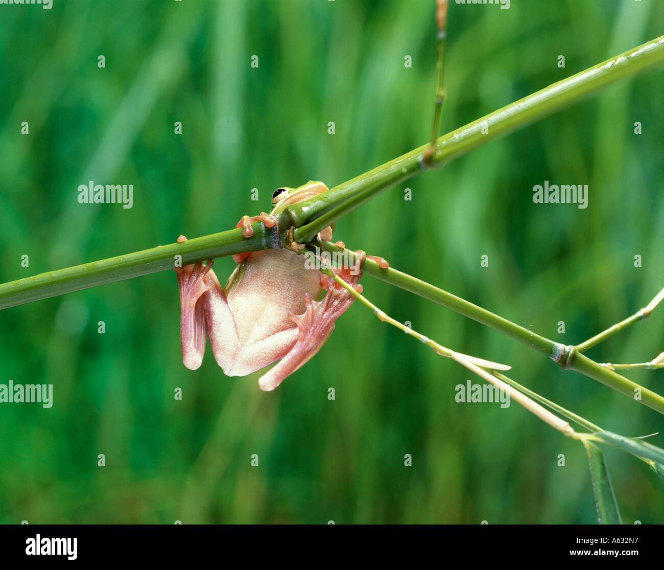 Close-up of American green tree frog (Hyla cinerea) on branch Stock Photo