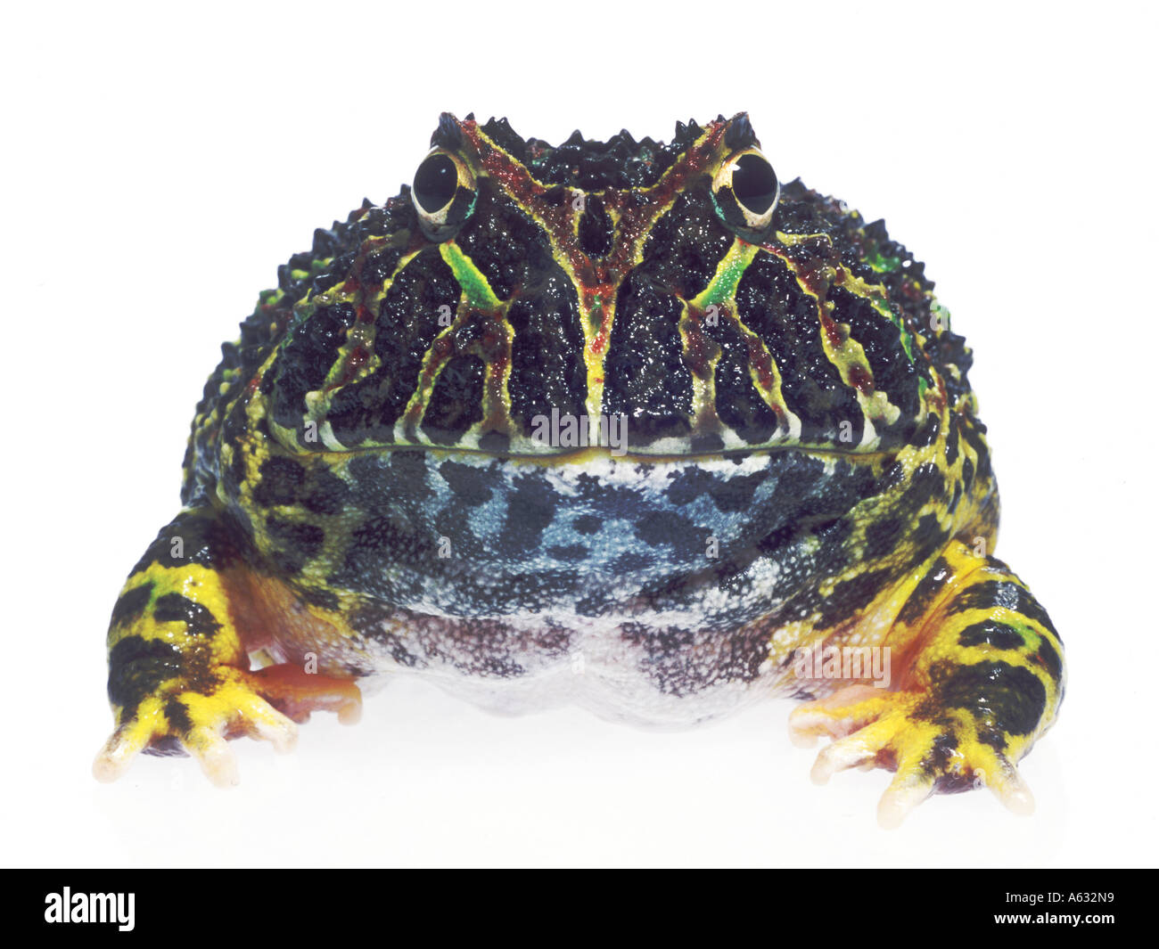 Close-up of Pacman Frog (Ceratophrys) on white background Stock Photo