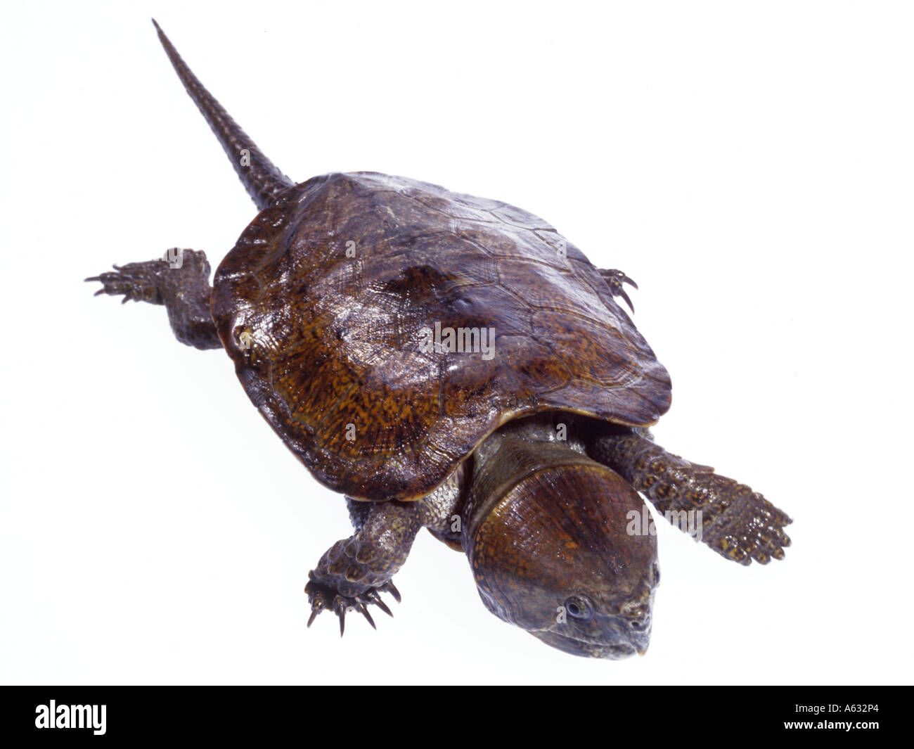 Close-up of turtle on white background Stock Photo