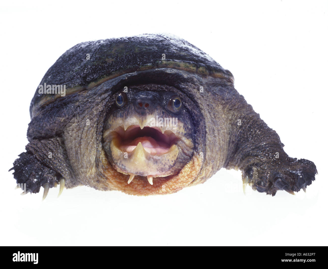 Close-up of Narrow-bridged Musk Turtle (Claudius angustatus) on white background Stock Photo