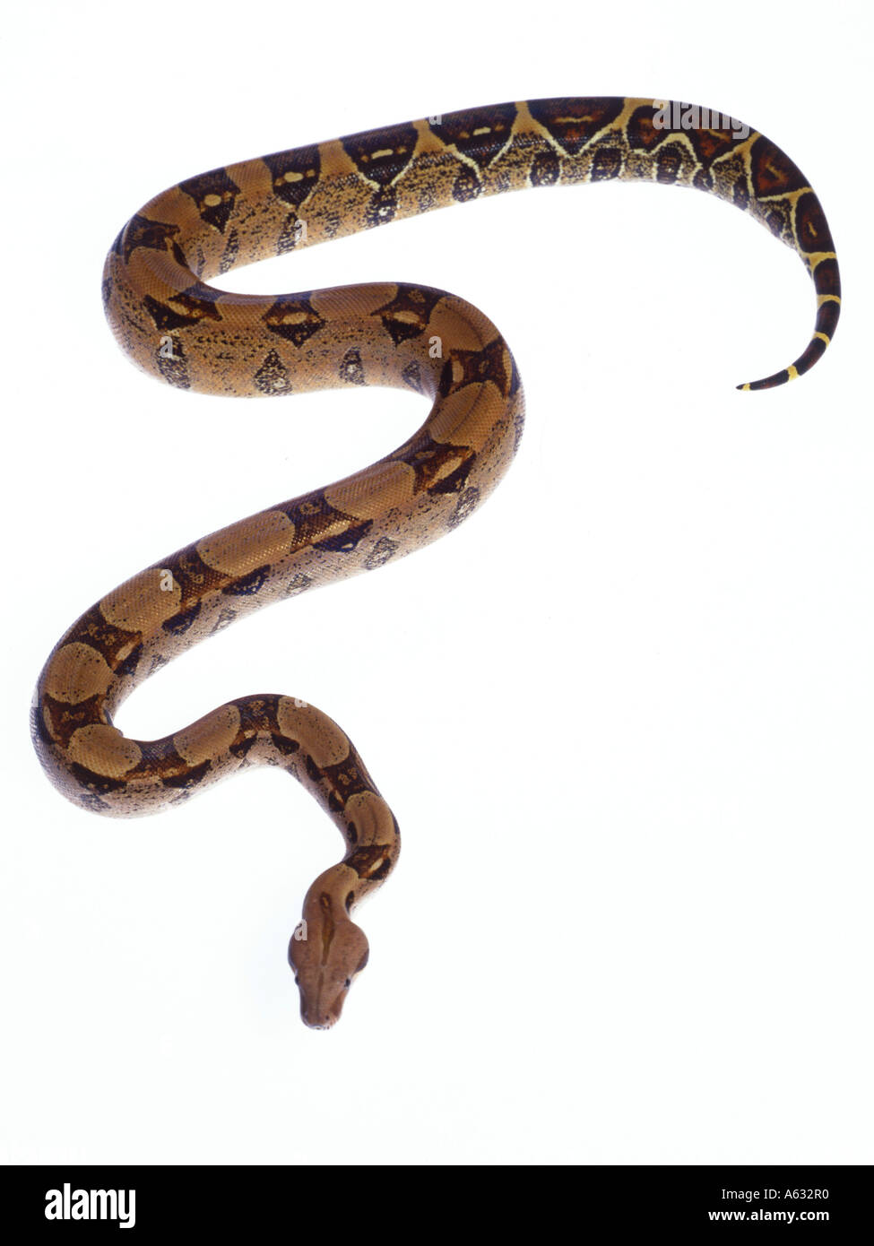 Close-up of Boa Constrictor snake on white background Stock Photo