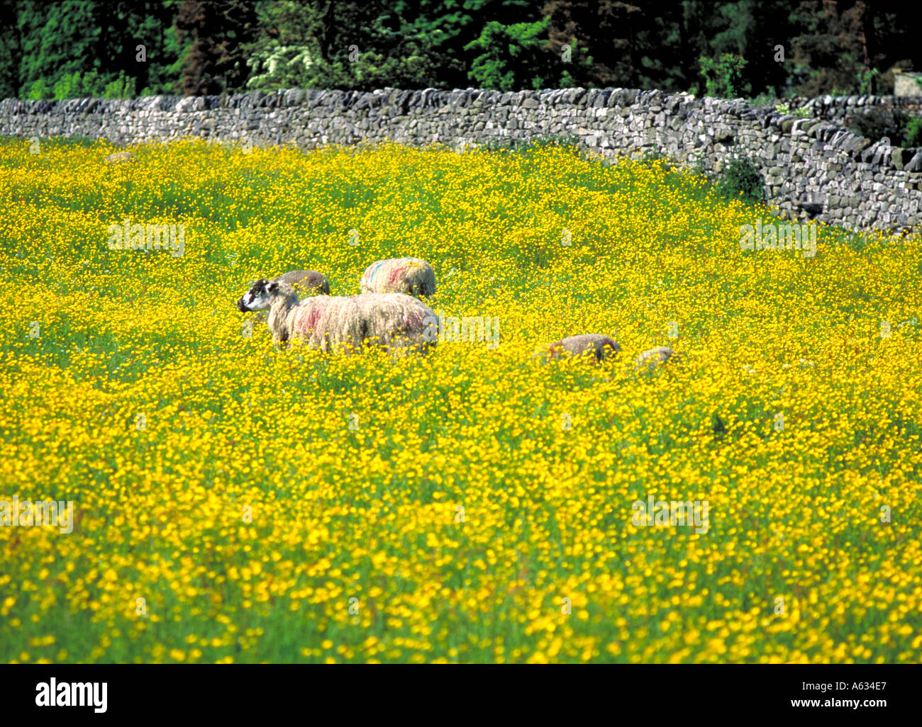 The Sheep in the Meadow Stock Photo - Alamy