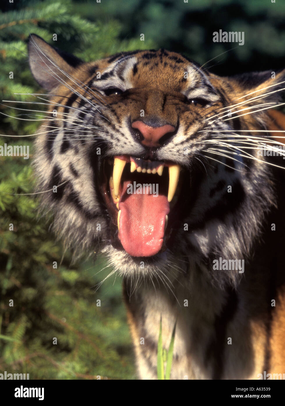 siberian tiger growling Stock Photo