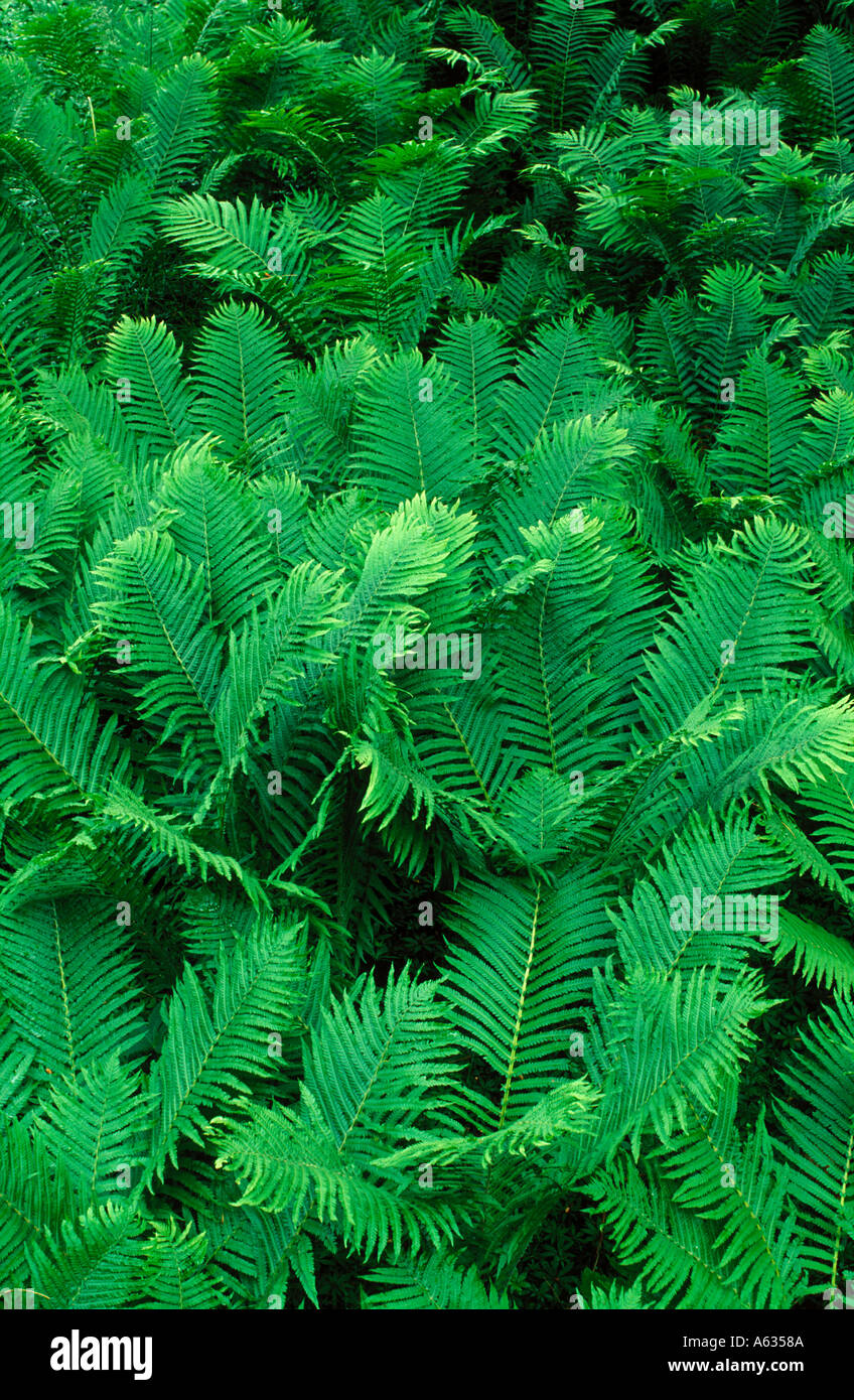 Lush ferns hi-res stock photography and images - Alamy