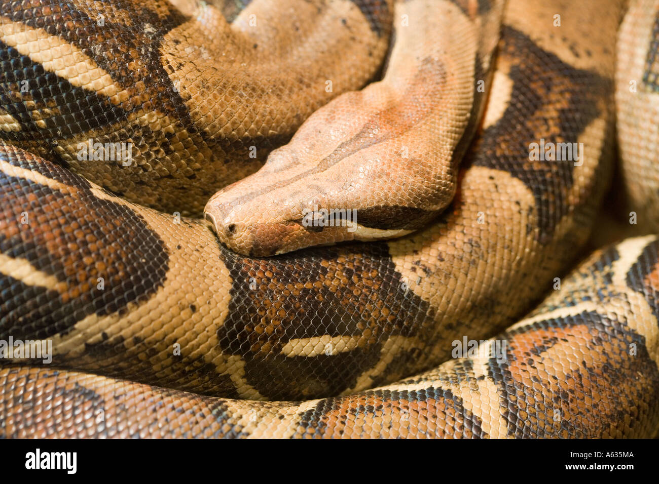 Sleep snake hires stock photography and images Alamy