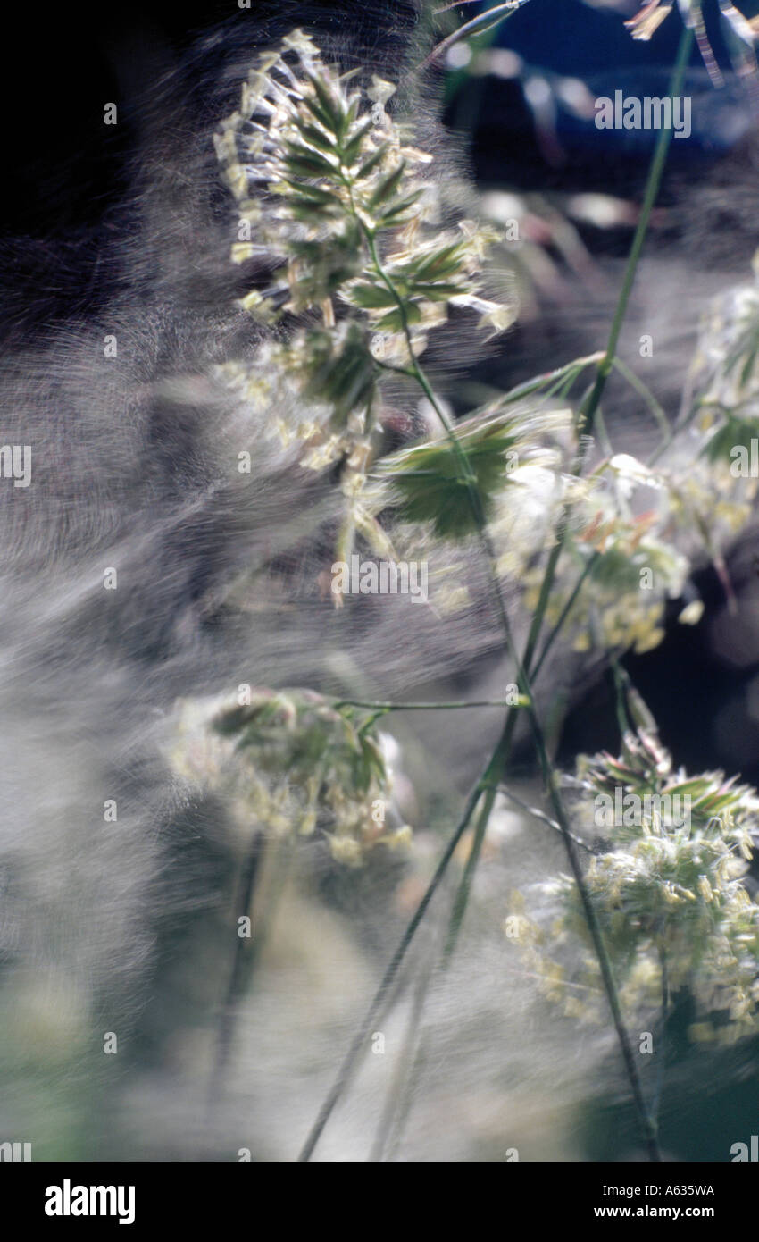 Pollen being released from white flowers Stock Photo Alamy