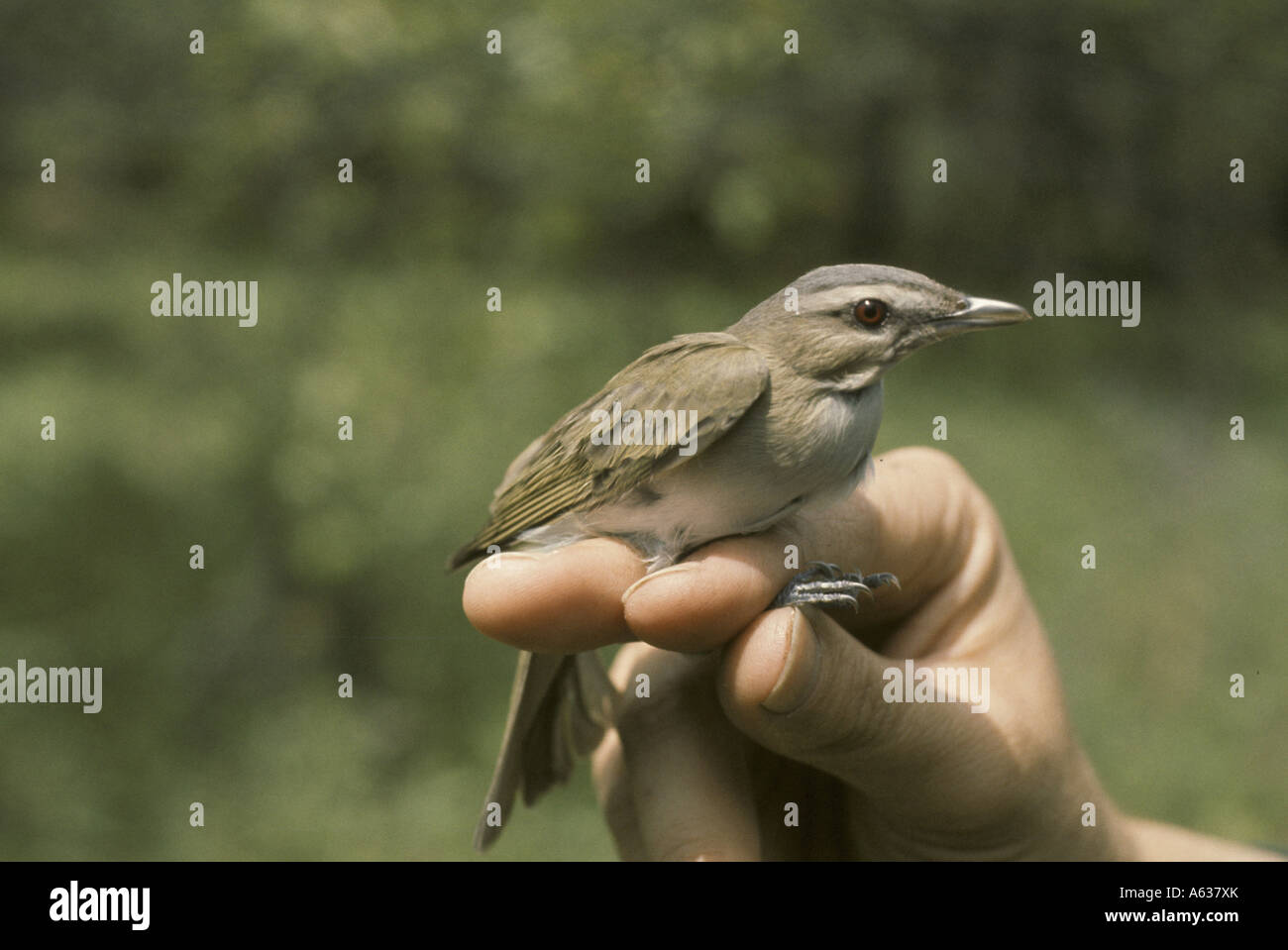 Redeyed Verio Vireo olivaceus on persons hand Stock Photo