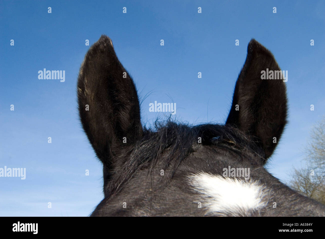 close up of horses ears Stock Photo Alamy