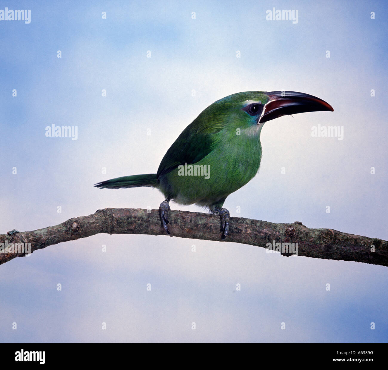 Groove billed Toucanet Aulacorhynchus sulcatus Stock Photo