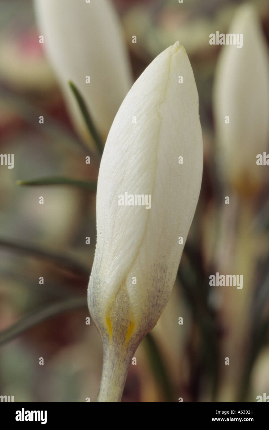 Crocus biflorus 'Miss Vain' Close up of closed white crocus flower. Stock Photo