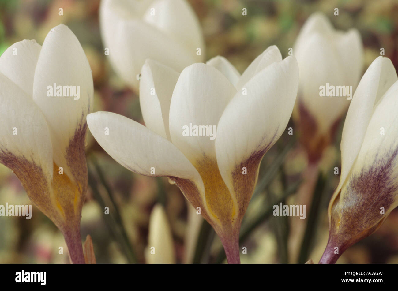 Crocus chrysanthus Aubade Close up of white crocus in group with