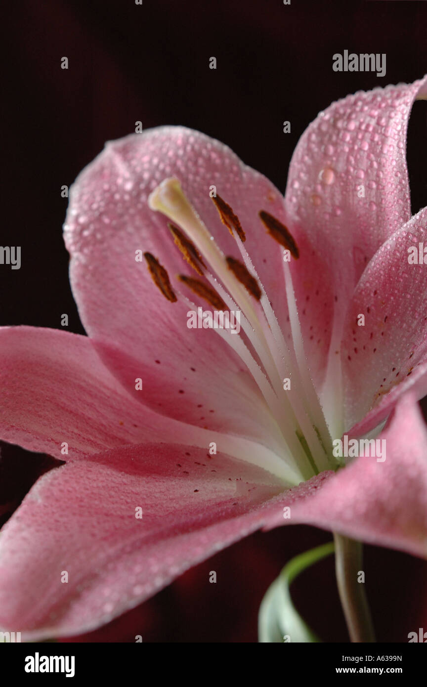 Add a little colour with some flower shots! Stock Photo