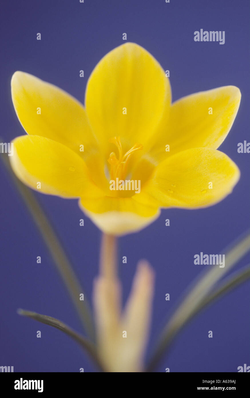 Crocus chrysanthus 'Romance' Close up of open yellow crocus with blue background and shallow depth of field. Stock Photo