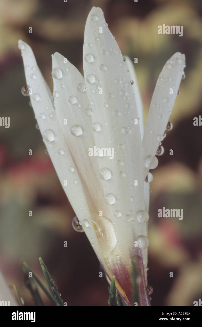 Crocus fleischeri. Close up of white crocus with water drops. Stock Photo