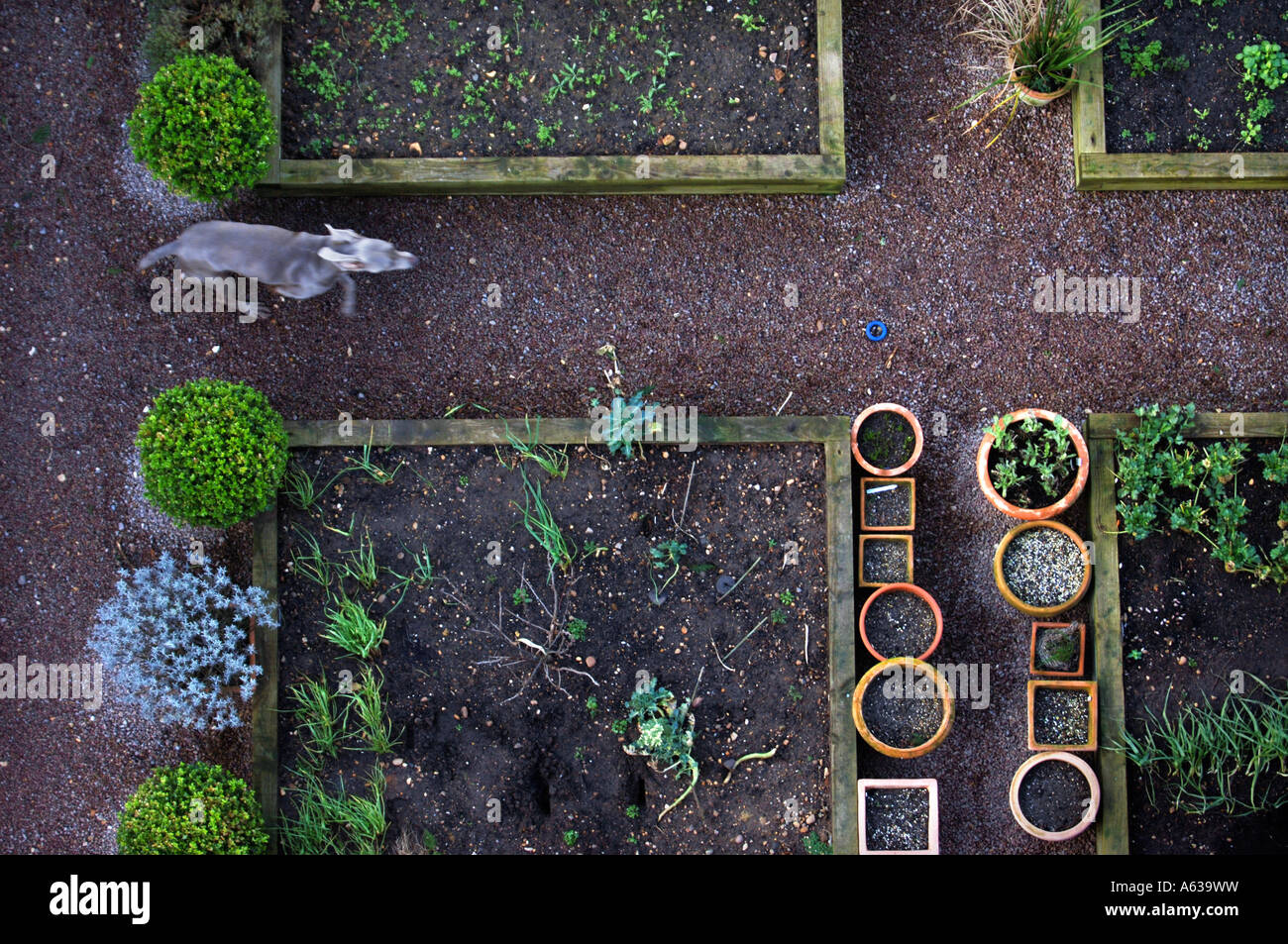 A DOG CHASES A BLUE RUBBER RING BETWEEN RAISED BEDS WITH WOODEN BORDERS AND POTS OF BOX AND LAVENDER IN A GARDEN UK Stock Photo