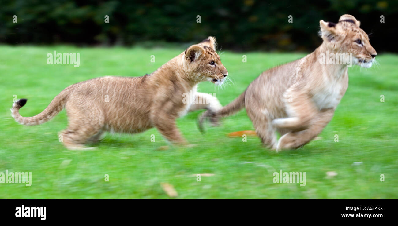 Two lion cubs running around at West Midlands Safari Park in Worcestershire UK Stock Photo Alamy