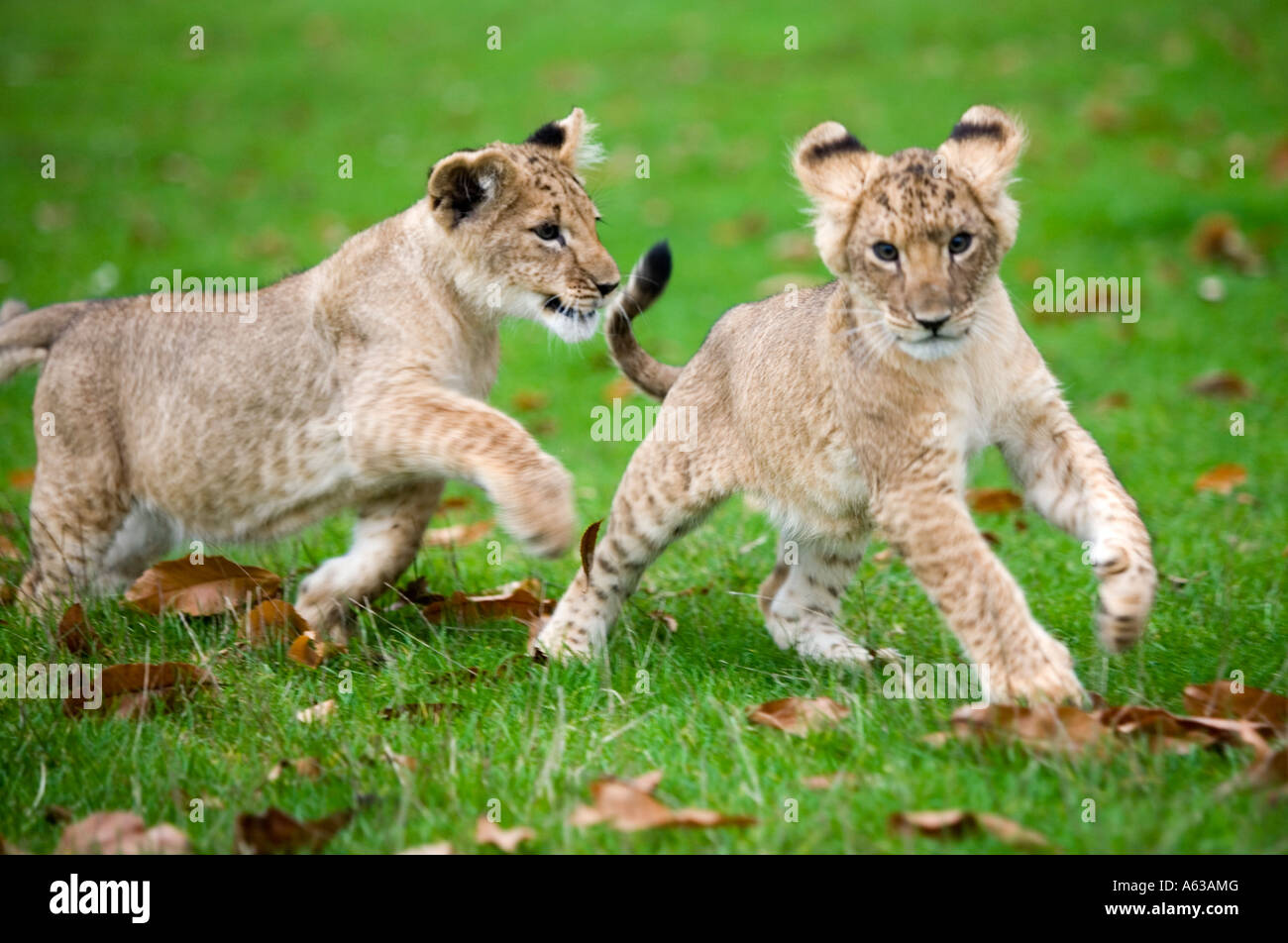 Two lion cubs running around at West Midlands Safari Park in Worcestershire UK Stock Photo Alamy