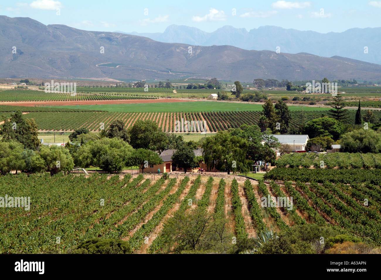 Wine industry. Breede River vineyards Robertson region South Africa RSA