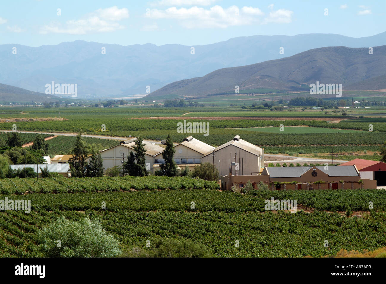 Wine industry. Breede River vineyards Robertson region South Africa RSA