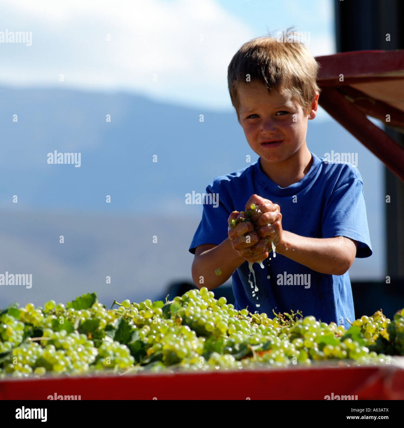 Wine industry. Boy plays with grapes at harvest time. McGregor South Africa RSA Stock Photo