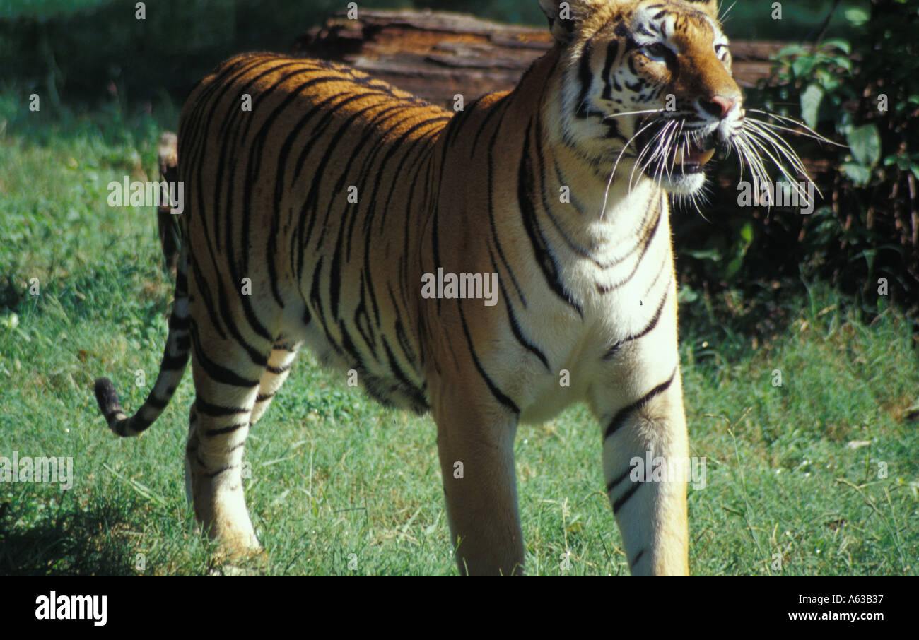 Bengal Tiger At Louisiana Purchase Garden Zoo Monroe Louisiana La