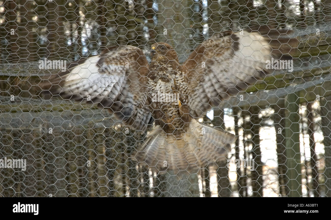 A common buzzard, accidentally caught in a Larsen trap on a southern scottish estate Stock Photo