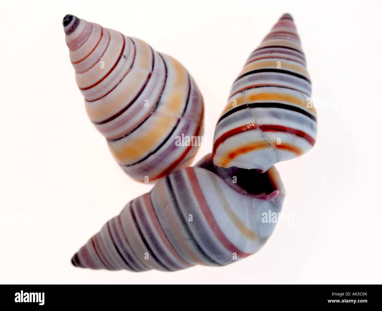 Painted Tree Snail Stock Photo