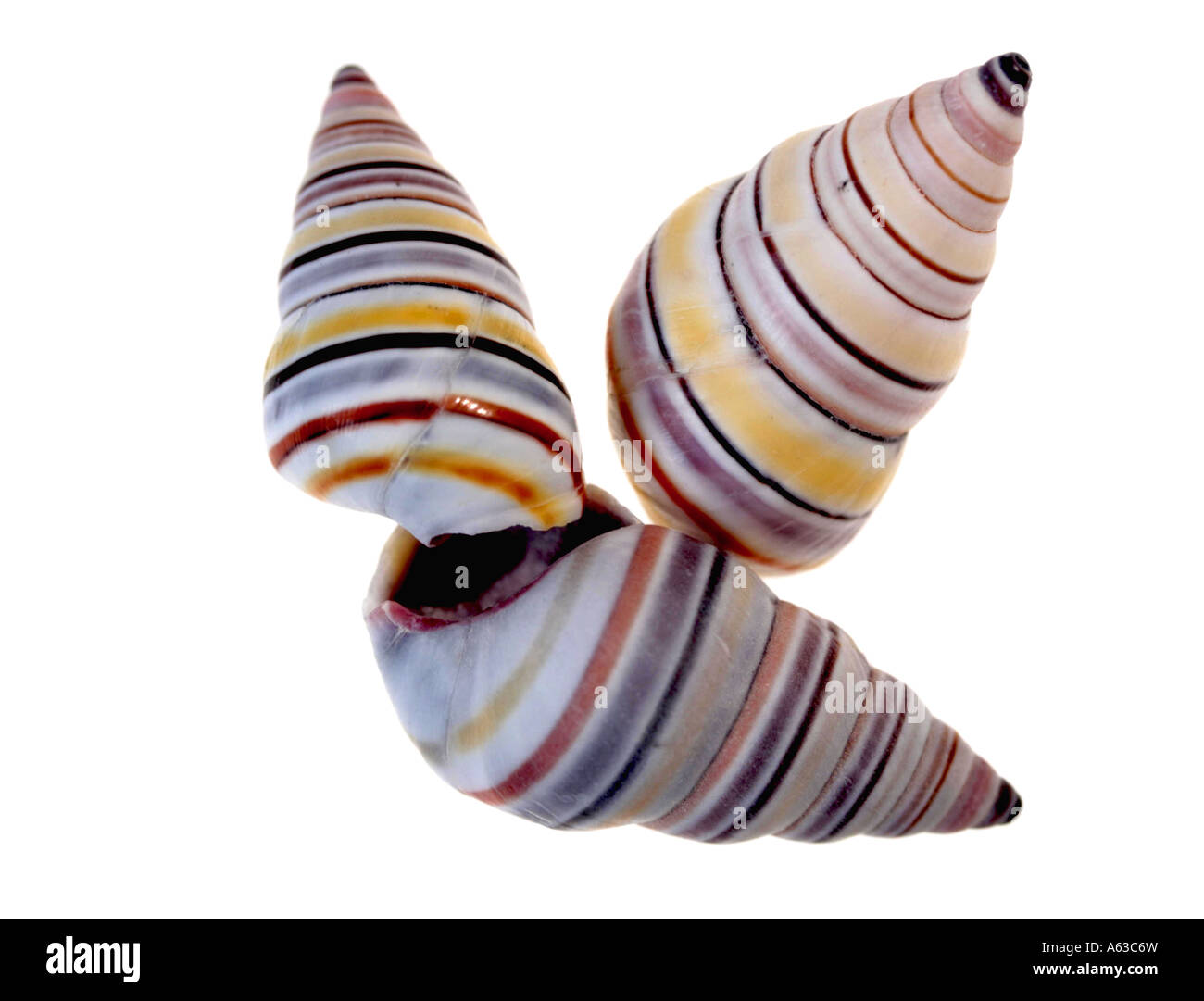Painted Tree Snails, Everglades Stock Photo