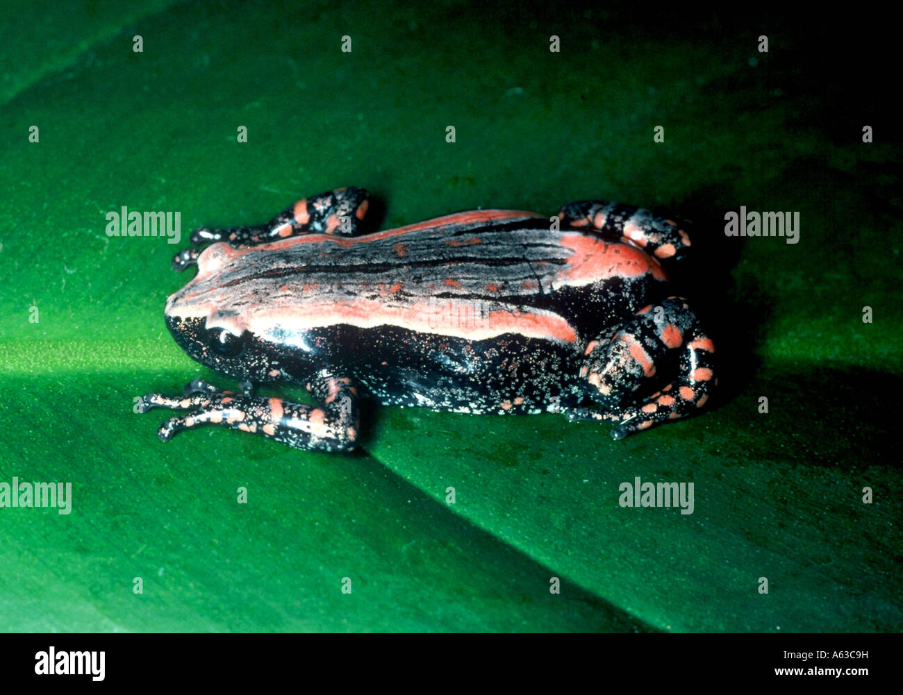 Red Banded Rubber Frog Stock Photo