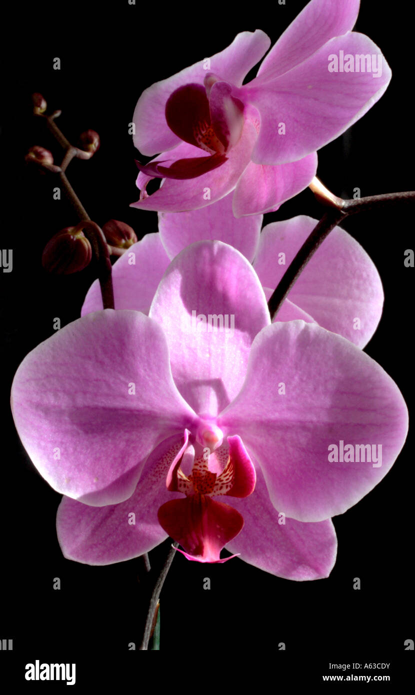Orchid Flower Phalaenopsis cultivar Stock Photo