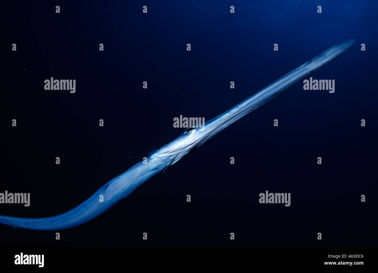 Fistularia commersonii, at Elphinstone Reef Red Sea Egypt