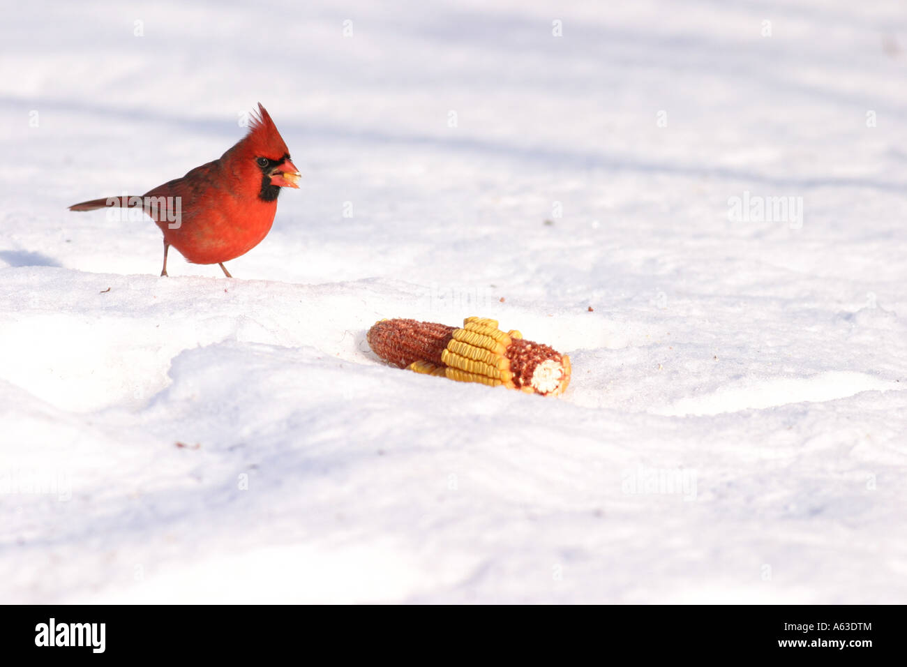 male Northern Cardinal eating corn in snow Stock Photo Alamy