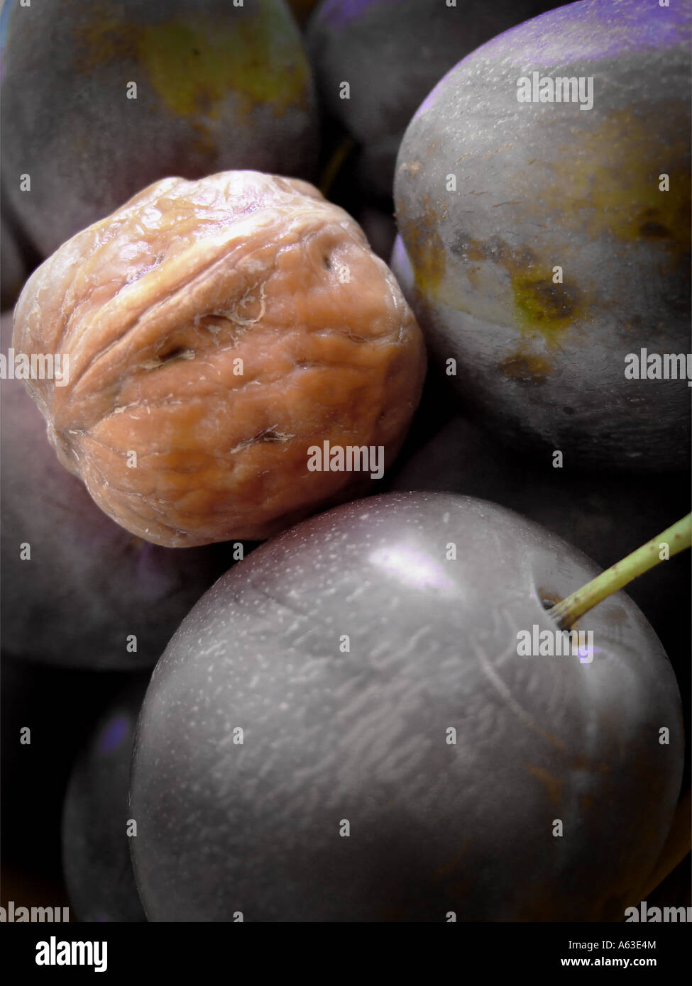 damped walnut and plums Stock Photo Alamy