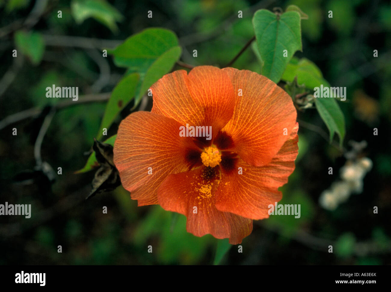 red flower, bloom, Isabela Island, Albemarle Island, Galapagos Islands, Ecuador, South America Stock Photo